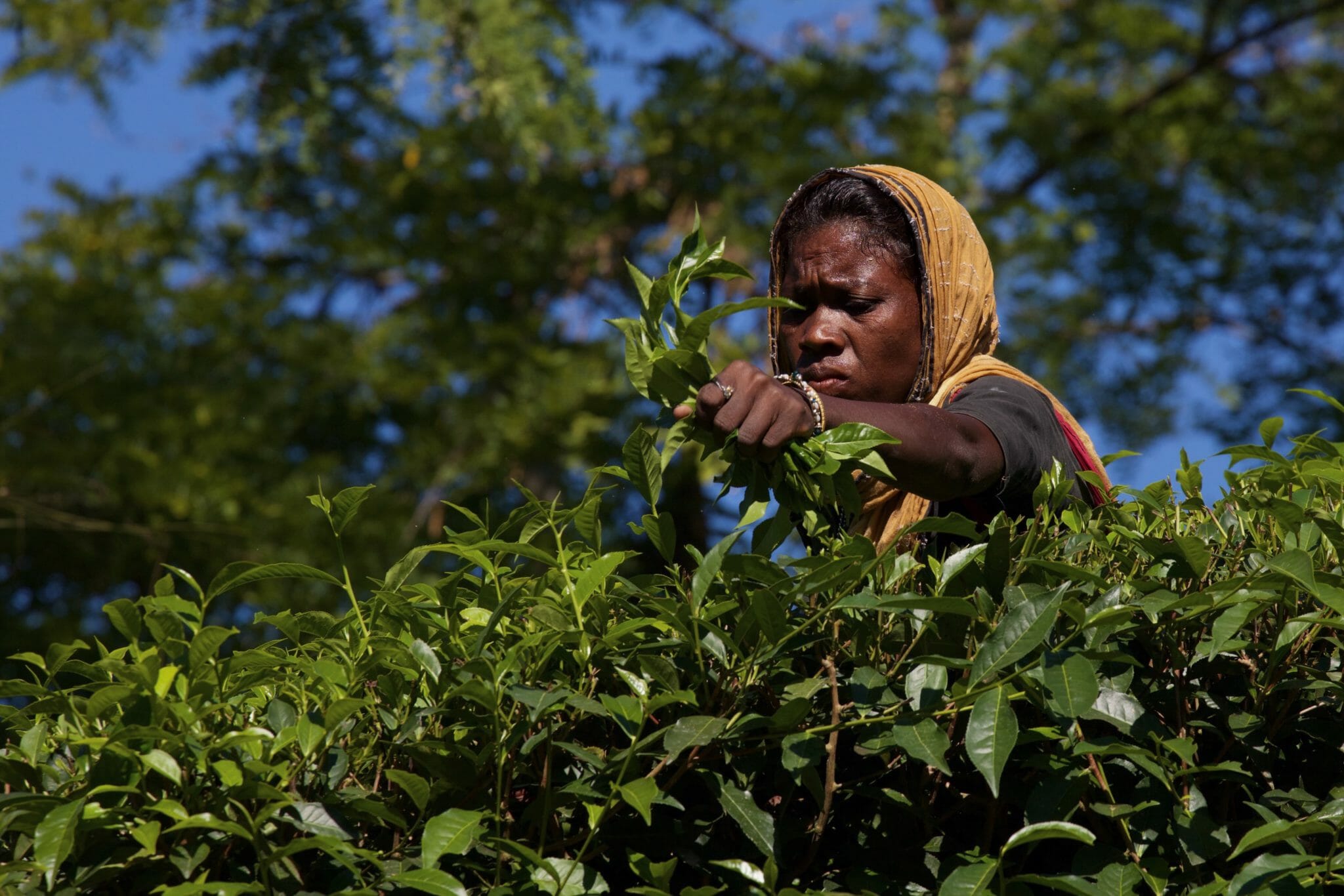 Harvesting tea Sylhet Bangladesh 21-11-2015